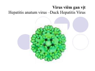 Bài giảng Virus viêm gan vịt