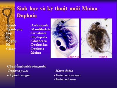 Sinh học và kỹ thuật nuôi Moina-Daphnia