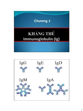 Bài giảng Miễn dịch học - Chương 3: Kháng thể Immunoglobulin (Ig)