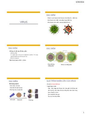 Bài giảng Vi sinh: Virus